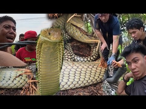 PUGAD PALA NG MGA KING COBRA 😱😱😱