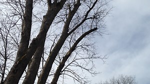 It appears that the yellow chickadee makes the distinctive sound of "tweet-tweet" and, so, I fondly call it the tweet-tweet bird (although, English-speaking children are taught that birds say "tweet-tweet", there are actually no birds in Canada that make this sound. | Dr. Moondust