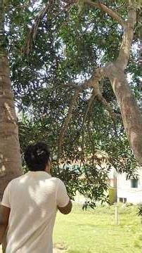 আমাদের নিজেদের গাছের আম কেমন খেতে🤤 Mini vlog -202 #youtubeshorts #minivlog #tree#mango