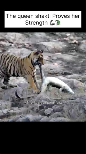 Shakti&dead crocodile🐊#youtubeshorts#shorts#viral#trend#trending#wildlife#animals#foryou#comedy#yt#