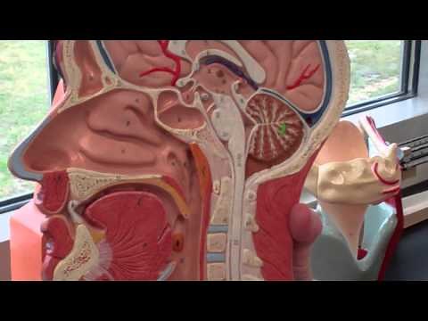 A&P 2 Respiratory System walk through with anatomy models