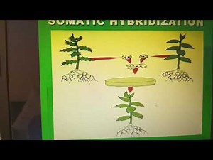 Types of Hybridization and Techniques of Hybridization