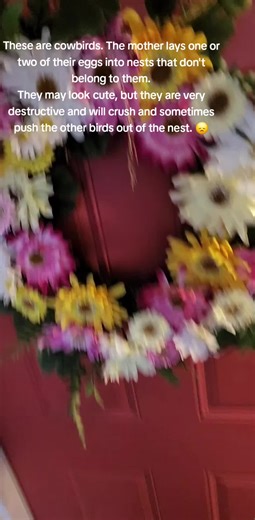 Baby cowbirds that were laid in my birdies nest. Cowbirds are not nice birds, they are considered a