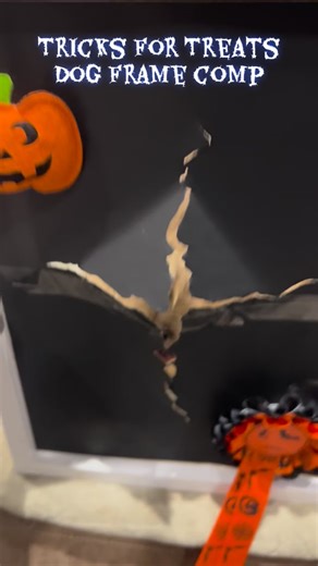 Has your dog entered our Tricks for Treats Competition yet? Take a photo of your dog posing with a spooky Frame like you see in the video!! Why take part; 🎃 It's fun with your dog 👻 It's free to enter 🎃 It includes free training for the Hide Face trick 👻 Your dog can win prizes that they can eat! 🎃 A great way to spend a rainy day Link to join in runs until 11.59pm on 2nd November 2025 - Comment or message us with 'Tricks' to take part! More entries to come in our stories #pettricksday #tri