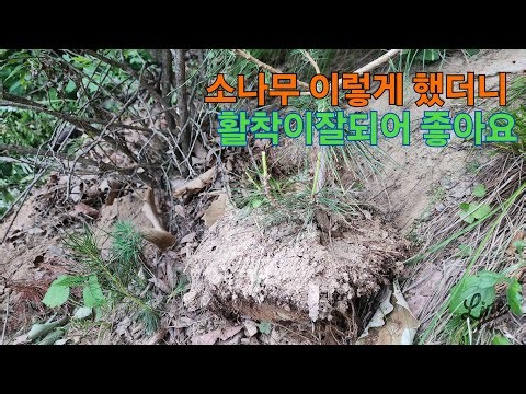 소나무2분에한그루캐기 소나무분잘뜨기 소나무산에서뿌리보관방법 멋진소나무가 될수있는나무 일자소나무좋은점 적송소나무