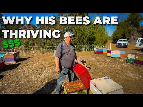 4 Lessons From a 10,000 Hive Beekeeper That Could Save Your Bees #beekeeping