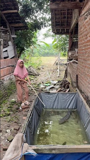 Treat My Sick Toman Monster Fish Because It Was Fished by a Kid #toman #tomanmonster #kid