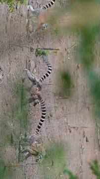 My Madagascar Series Trailer