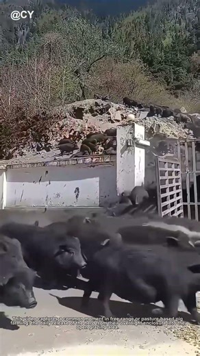Releasing Tibetan Pigs! Smart Gate Technique for Happy Herds 🌾🐖