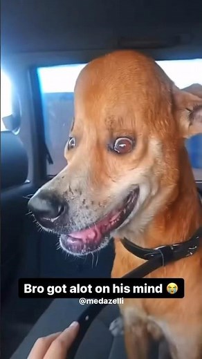 Who Bonked My Dog With A Cartoon Hammer 💔