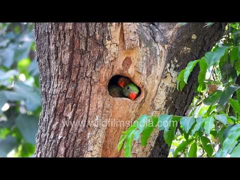 Rose-ringed Parakeet chicks waiting as mother feeds them in tree hollow
