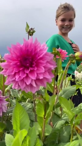 15 Freesia Single Blue Bulbs – Blue Freesia Flower Bulbs for Garden & Containers, Fragrant Spring Blooms, Cut Flower Favorite - Etsy