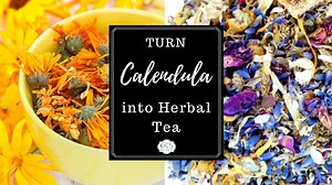 CALENDULA OFFICINALIS & CALENDULA TEA BENEFITS