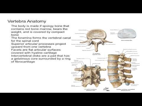 Vertebrae Anatomy
