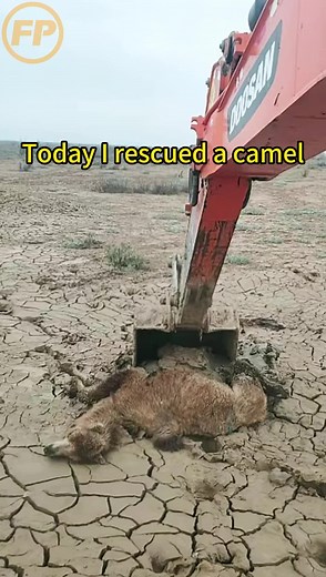 Today I rescued a camel.#FridayParts #FixItOnceFixItRight #TikTokMadeMeBuyIt #OEMQuality #AfterMarketParts #HeavyMachineryParts #HeavyEquipment #HeavyEquipmentParts #skills #ReplacementParts #Caterpillar #JohnDeere #Komatsu #OEM #Case #NewHolland #Kubota #CAT #NH #JCB #desert #camel