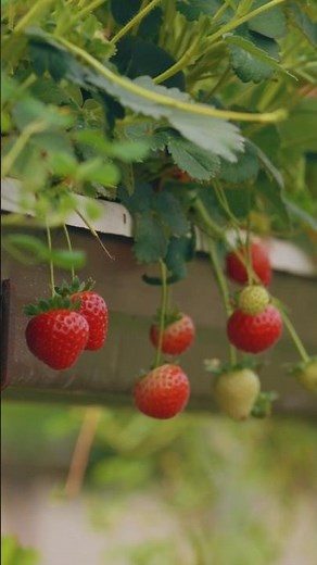 Strawberry Pruning Guide for Beginners