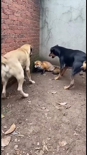 2 con chó trưởng thành đuổi bắt 1 con cáo