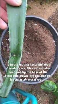 Grow Pineapple at Home from a Crown – EASY Step-by-Step!