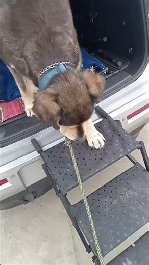 Meet Chance! 🐕 A 7 y/o Great Pyrenees/Husky Mix in California who is looking for his new home! 🐾