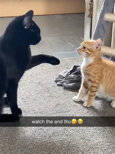 Cute Cat Video: Funny Cat Cuteness Compilation