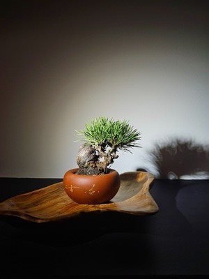 11-Year Mikawa Japanese Black Pine Bonsai – Seed Grown | eBay