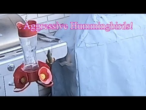 Wow! Hummingbirds are Aggressive!