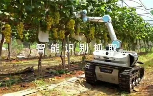 智慧农业 - 葡萄采摘机器人