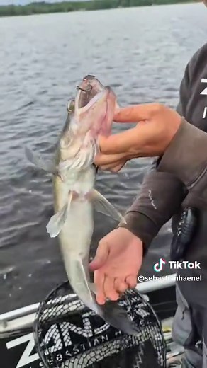 Dropshot auf Zander 2.0: Angeln mit Erfolg