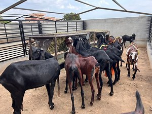 385K views · 11K reactions | Modern goat farm | Asim Faiz | Facebook