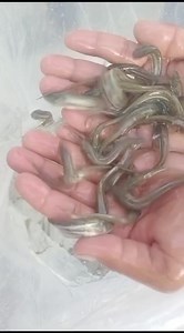 3K views · 23 reactions | Fish Farming in Pakistan ,Biofloc Fish Farming Business , Biofloc Fish Tanks ,Fish Seed in Punjab 03008820519,03427077773 #biofloctechnology #FishSeed #biofloctech #bioflock #pangsiusseed #bioflocfish #bioflocos #biofloctraining #fish #fishseeds #bioflocsystem #bioflocfishfarming | Zarai Pakistan | Facebook