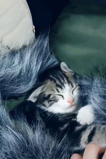 105K views · 5.2K reactions | The boss said it's ok to bring your cat to work today. : sirmakoto Join our group: Purrtacular | Purrtacular | Facebook