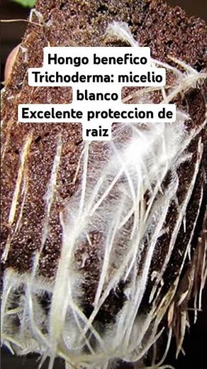 Trichoderma harzianum