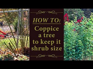 Coppicing A Boxelder Tree to Keep It Shrub Size || Coppice Basics