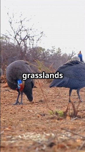 The Charming African Silverbill!