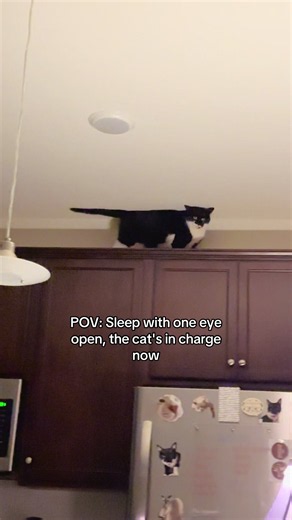 Cat Gives One-Eye Stare — Funny Cat Behavior Caught