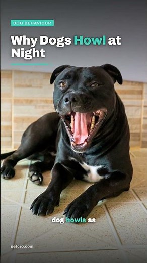 Why Do Dogs Howl At Night? 🐺 The Wolf Instinct Explained #shorts