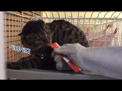 シャーシャー猫の投薬の仕方（ちゅ〜る使用）【how to administer cat medicine 】