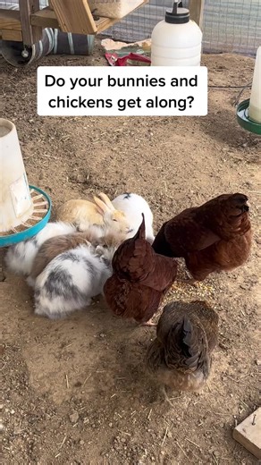 Bunnies and Chickens: Can They Coexist on the Farm?