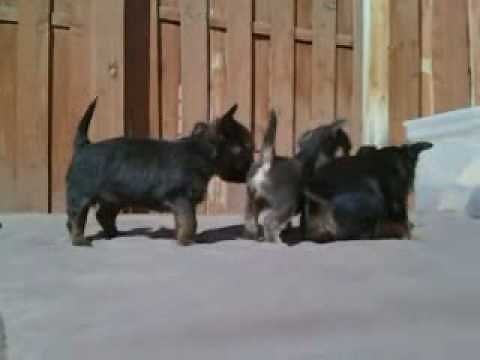 Chorkie Puppies 4 weeks 3 days old