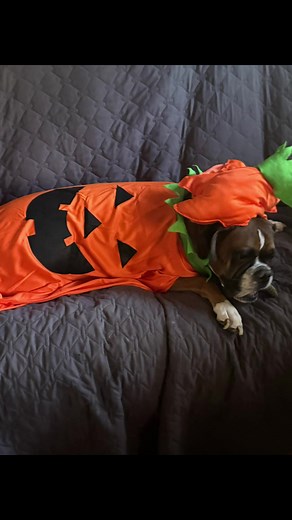 Another eventful Halloween for Ernie! He got lots of love! 🎃👻💀#boxerdog #boxer #halloweendog #halloween2025 #boxerdogsoftiktok @Sandy