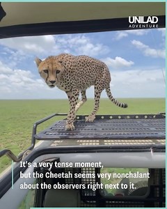 3.2M views · 6.9K reactions | These tourists had an amazing encounter with a cheetah while on safari  | UNILAD Adventure | Facebook