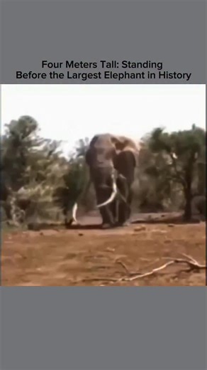 Only True History on Instagram: "The largest elephant ever recorded wasn’t in Tanzania—it was actually found in Angola. This African savanna elephant (Loxodonta africana), shot in 1956, weighed over 10,000 kg and stood approximately 4 meters (13.1 feet) tall at the shoulder. While Tanzania is home to many impressive elephants, especially in places like Selous Game Reserve and Tarangire National Park, the record-breaking giant came from Angola."