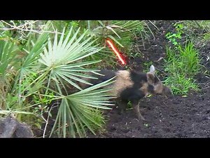 Bowhunting Neighborhood Hogs | Multiple Hogs Down!