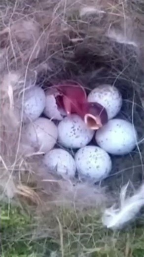 Bird nesting Box #nature #naturelovers #birds