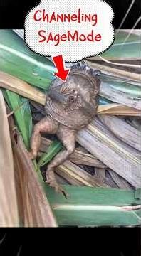 5 Animals That Predict Natural Disasters 🌍😳 - #animals #shortsvideoviral #facts #fyp #wildlife