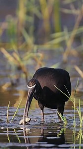 Optimal Foraging Techniques Utilized by Birds . . . . #wildlife #birds #nature #forest #wildlifephotography | Anurag Bandooni