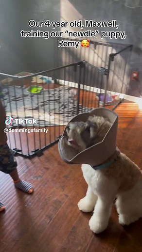 Adorable Newfoundland-Poodle Mix Puppy Training with Family