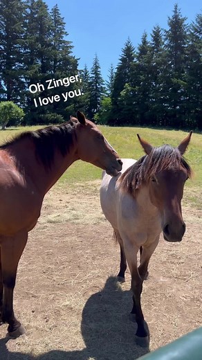 Typical horse herd dynamics around here. 😂🐎 #horses | Double Z Farm