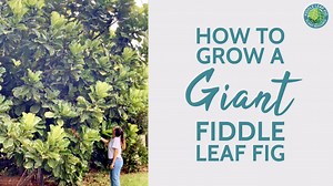 How to Grow a Giant Fiddle Leaf Fig