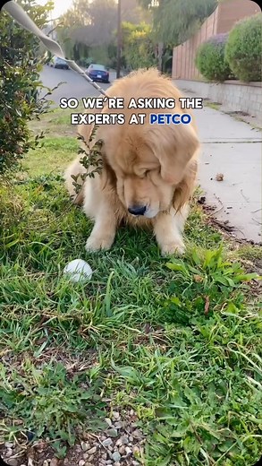 Petco on Instagram: "We’re back with #PetcoPetMysteries and excited for this one 🎾 Petco’s National Dog Training Manager, Darris, weighs in on Chester’s #1 asked question from his expert POV! What pet mystery can our experts help you solve?! Let us know below or tag #PetcoPetMysteries in your post"